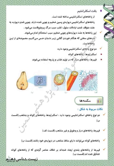 تصویر محصول خلاصه نکات زیست شناسی دهم فصل 6 (از یاخته تا گیاه) / تجربی 1404