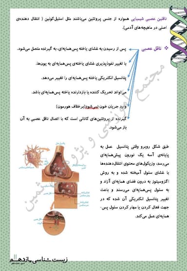 تصویر محصول خلاصه نکات زیست شناسی یازدهم فصل 1 (تنظیم عصبی) / رشته تجربی 1404