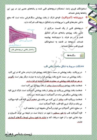 تصویر محصول خلاصه نکات زیست شناسی دهم فصل 4 (گردش مواد در بدن) / تجربی 1404