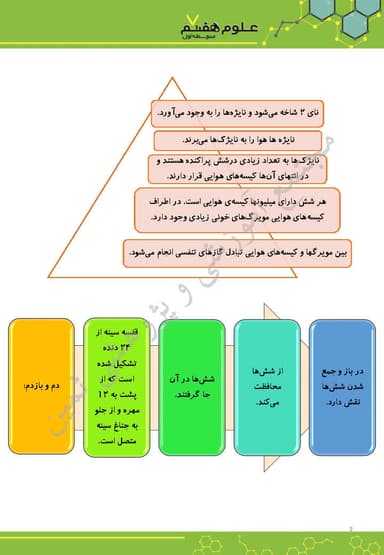 تصویر محصول خلاصه نکات علوم تجربی هفتم فصل 15 (تبادل با محیط) 7 متوسطه اول 1404