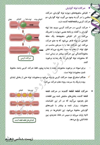 تصویر محصول خلاصه نکات زیست شناسی دهم فصل 2 (گوارش و جذب مواد) / تجربی 1404