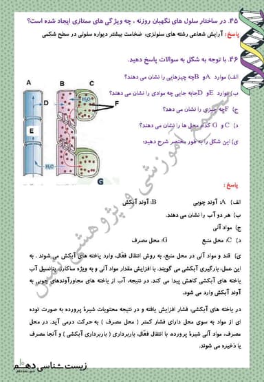 تصویر محصول نمونه سوال حل شده زیست شناسی دهم فصل 7 (جذب و انتقال مواد در گیاهان) / تجربی 1404