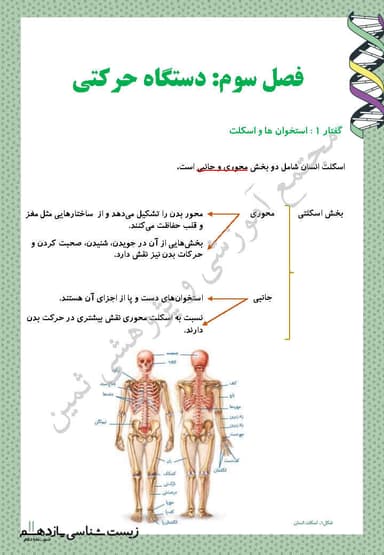 تصویر محصول خلاصه نکات زیست شناسی یازدهم فصل 3 (دستگاه حرکتی) / رشته تجربی 1404