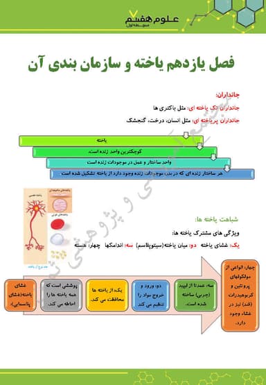 تصویر محصول خلاصه نکات علوم تجربی هفتم فصل 11 (یاخته و سازمان بندی آن) / متوسطه اول 1404